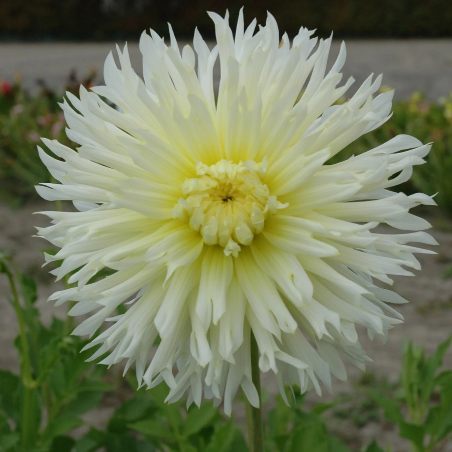 Георгина Айс Кристал Георгина Айс Кристал - Dolina-Sad.Ru