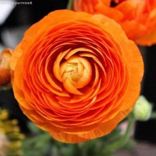 Ранункулюс Оранж за копейку! фото