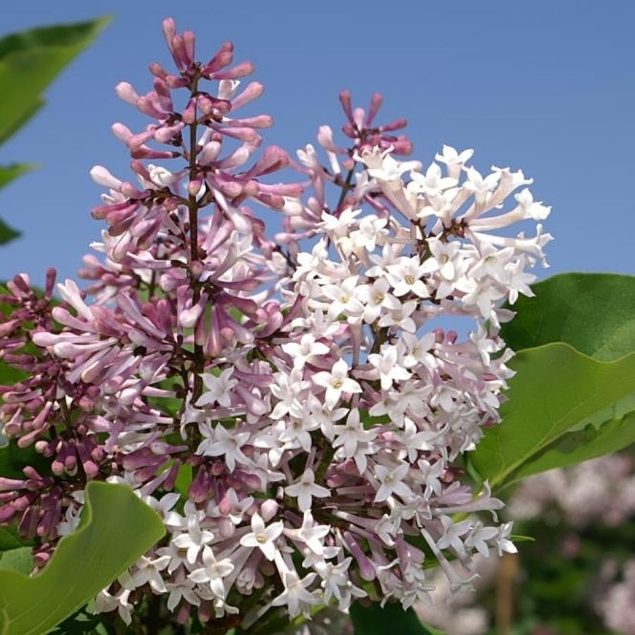 Сирень раскидистая Мисс Ким, С3 - Dolina-Sad.Ru