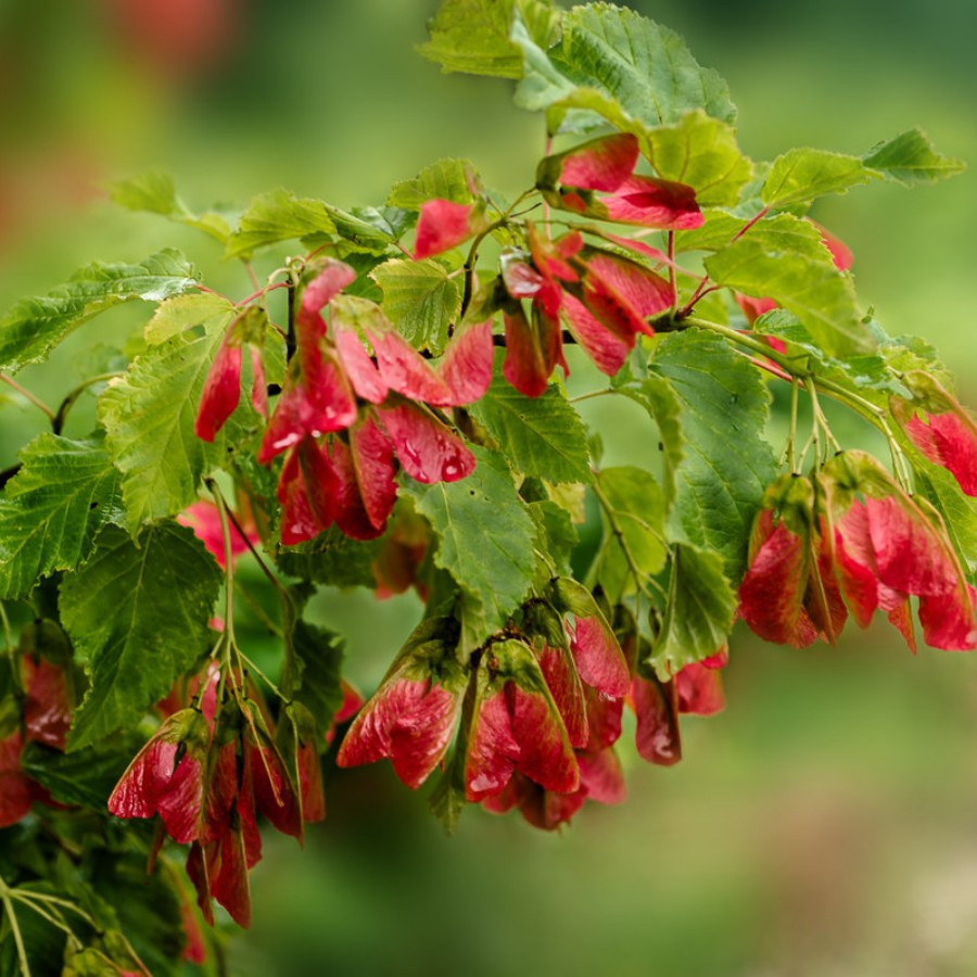 Клен татарский Гиннала, С3 - Dolina-Sad.Ru