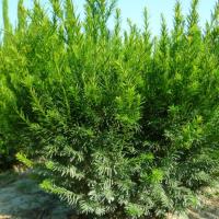 Тис средний Гроенланд, С3 - Dolina-Sad.Ru