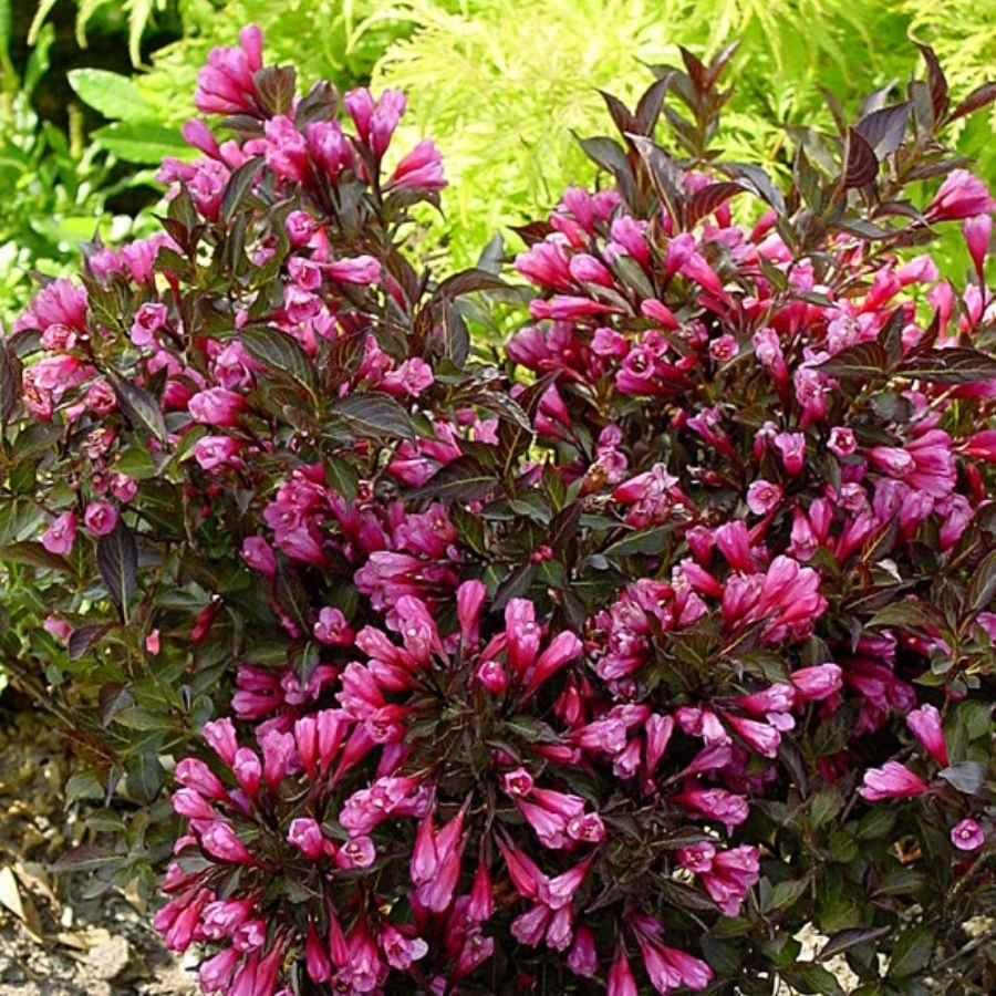 Вейгела цветущая Блэк Руби - Dolina-Sad.Ru
