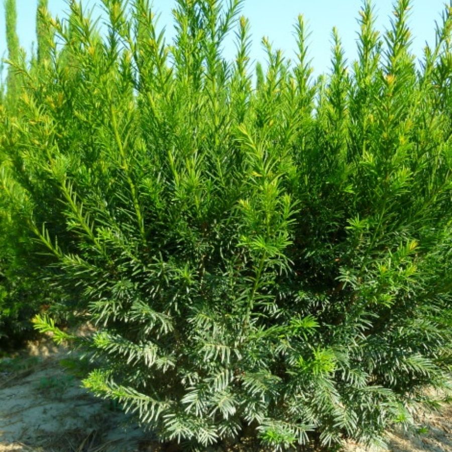 Тис средний Гроенланд, С3 - Dolina-Sad.Ru