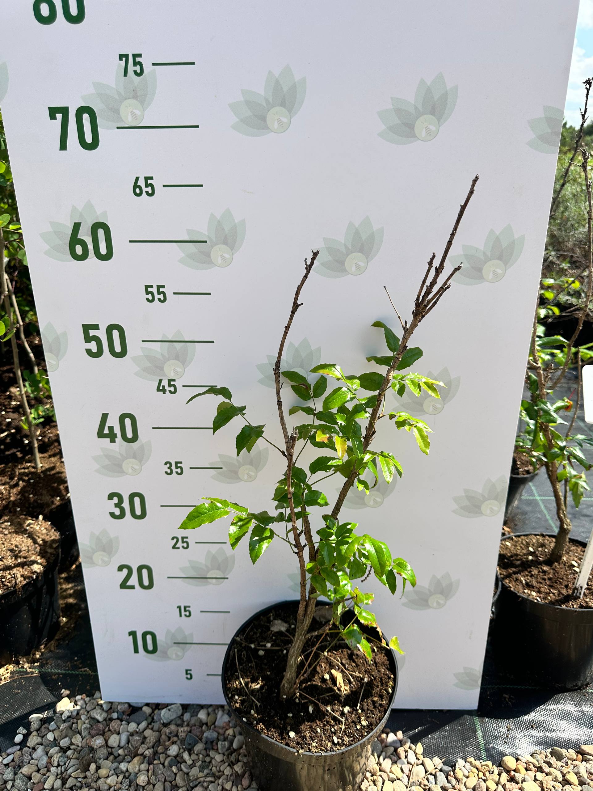 Магония падуболистная, С3 - Dolina-Sad.Ru