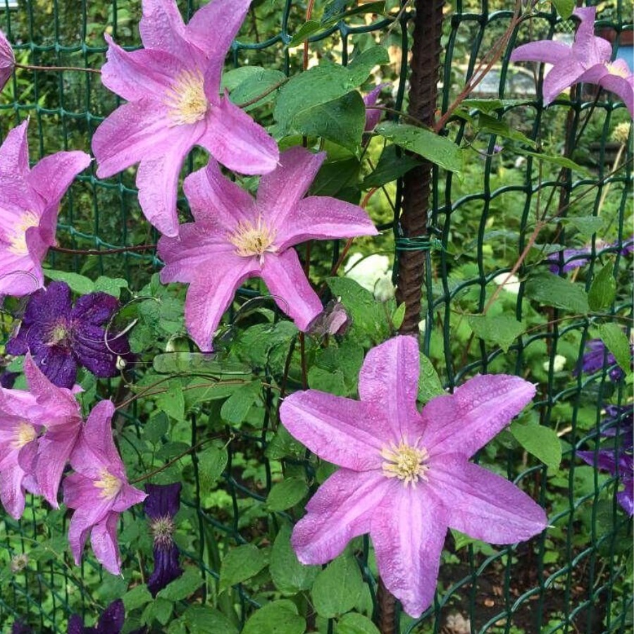 Клематис Данута - Dolina-Sad.Ru