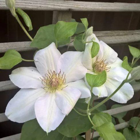 Клематис Ежи Попелушко Клематис Ежи Попелушко фото