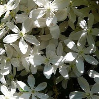 Сноудрифт фото