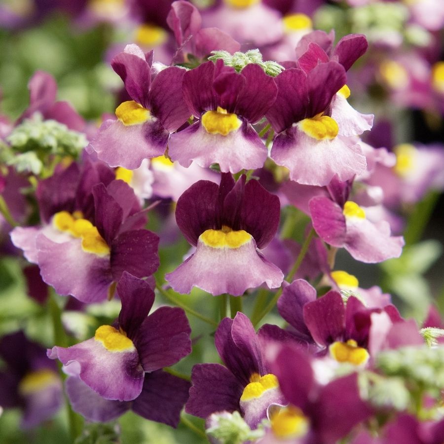 Немезия Ферри Киссез Бойсенберри - Dolina-Sad.Ru