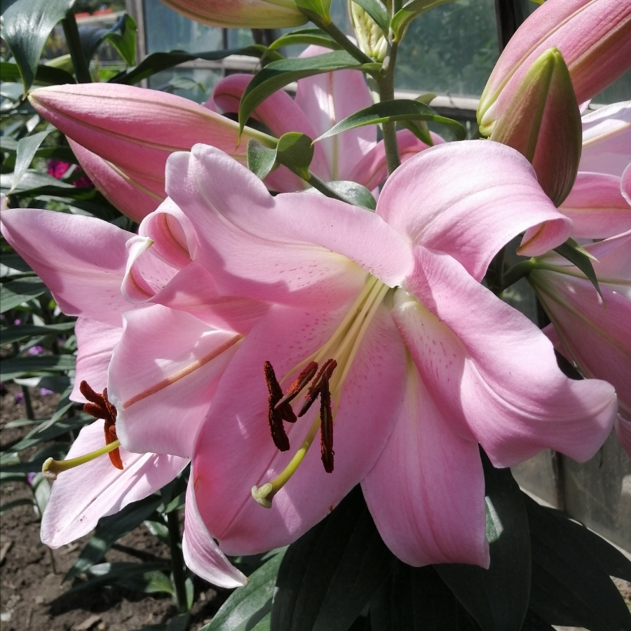 Лилия Белламонте Лилия Белламонте - Dolina-Sad.Ru