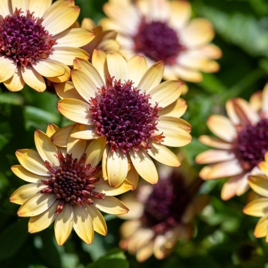 Остеоспермум 3Д Банана Шейк - Dolina-Sad.Ru