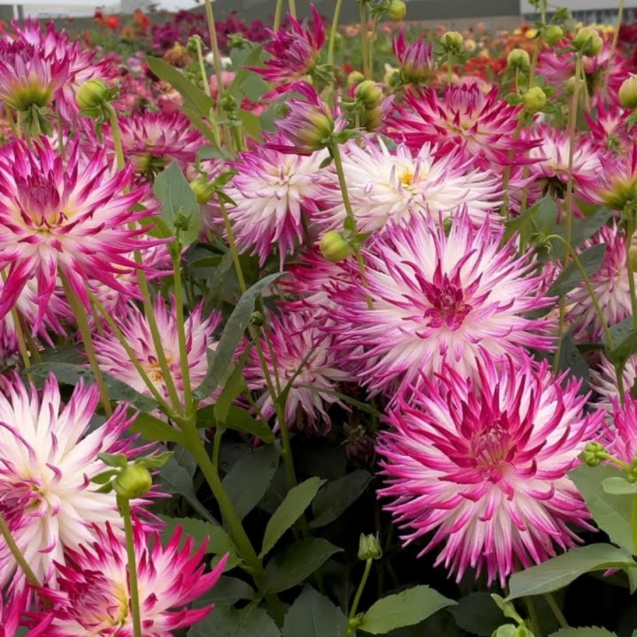 Георгина Датч Эксплоужн - Dolina-Sad.Ru