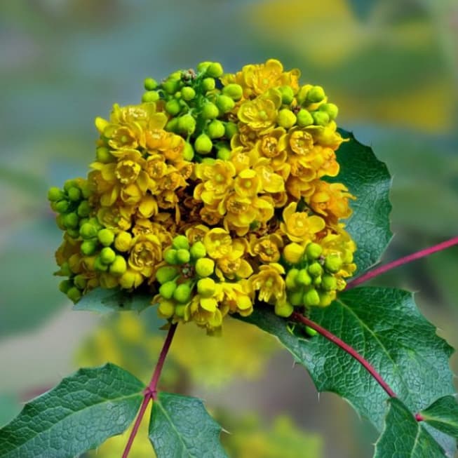 Магония падуболистная, С3 - Dolina-Sad.Ru