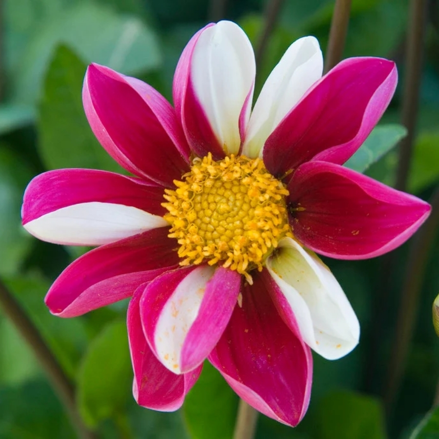 Георгина Твайнингс Смарти Георгина Твайнингс Смарти - Dolina-Sad.Ru