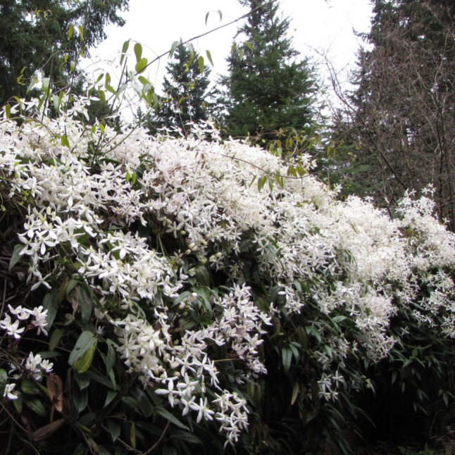 Клематис Арманда Сноудрифт Клематис Арманда Сноудрифт фото