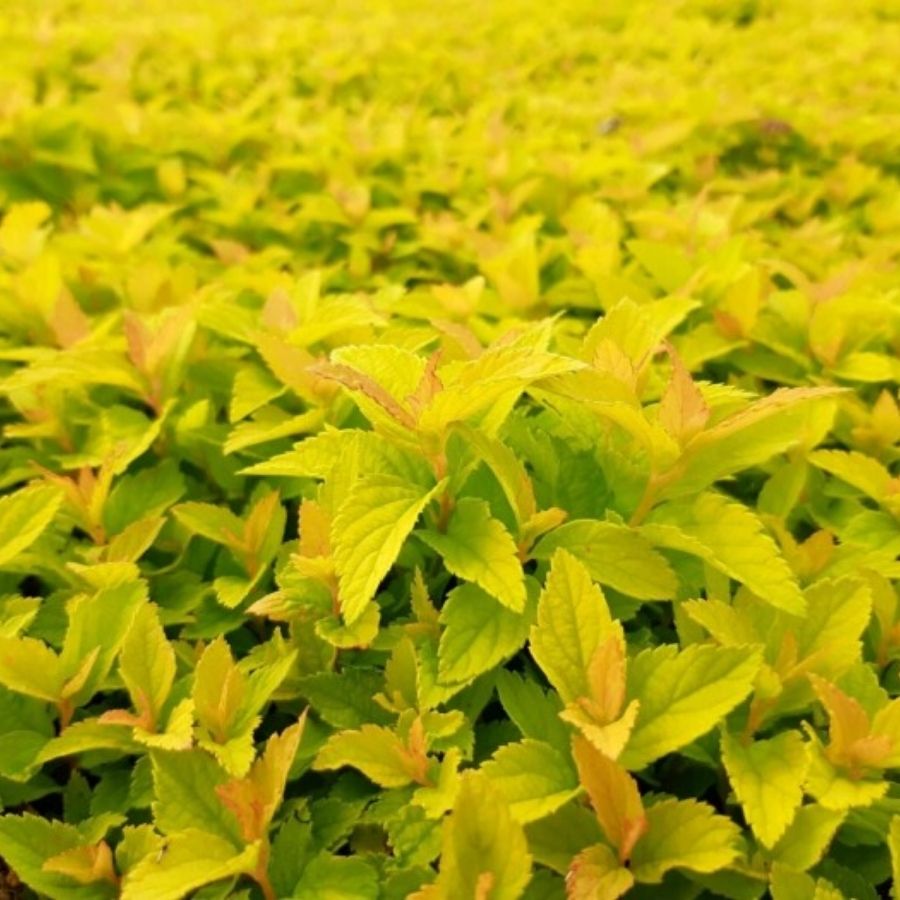 Спирея японская Голден Джек С1,5 Спирея японская Голден Джек С1,5 - Dolina-Sad.Ru