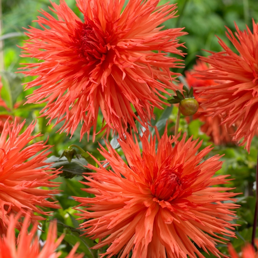 Георгина Оранж Мармелад Георгина Оранж Мармелад - Dolina-Sad.Ru