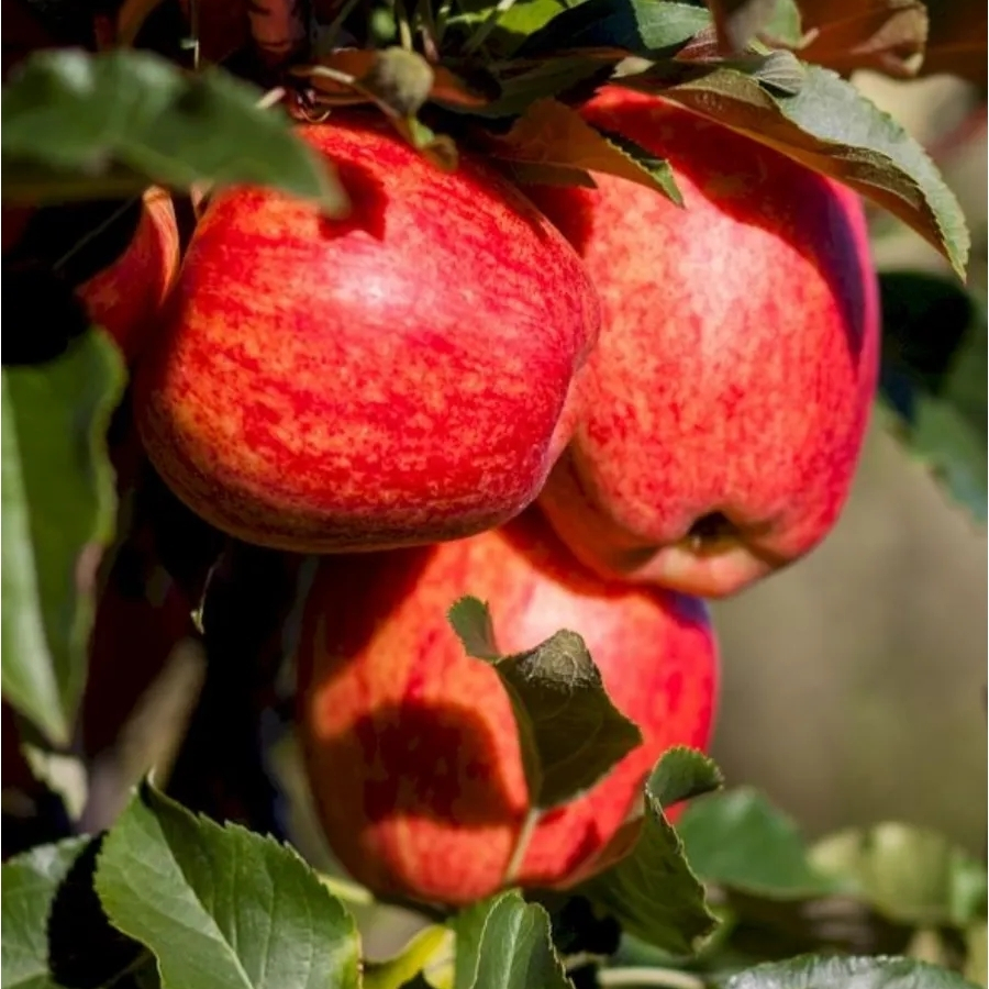 Яблоня Гала - Dolina-Sad.Ru