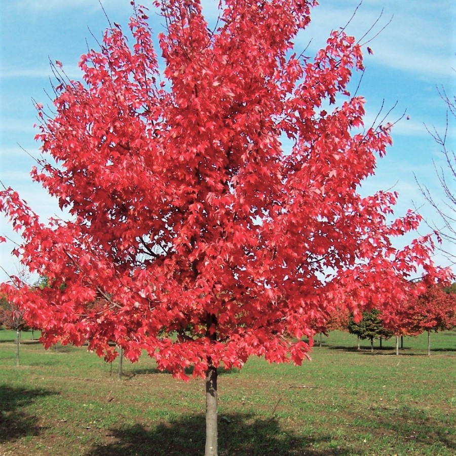 Клен татарский Гиннала, С3 - Dolina-Sad.Ru