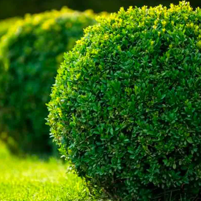 Самшит вечнозеленый, С3 Самшит вечнозеленый, С3 - Dolina-Sad.Ru