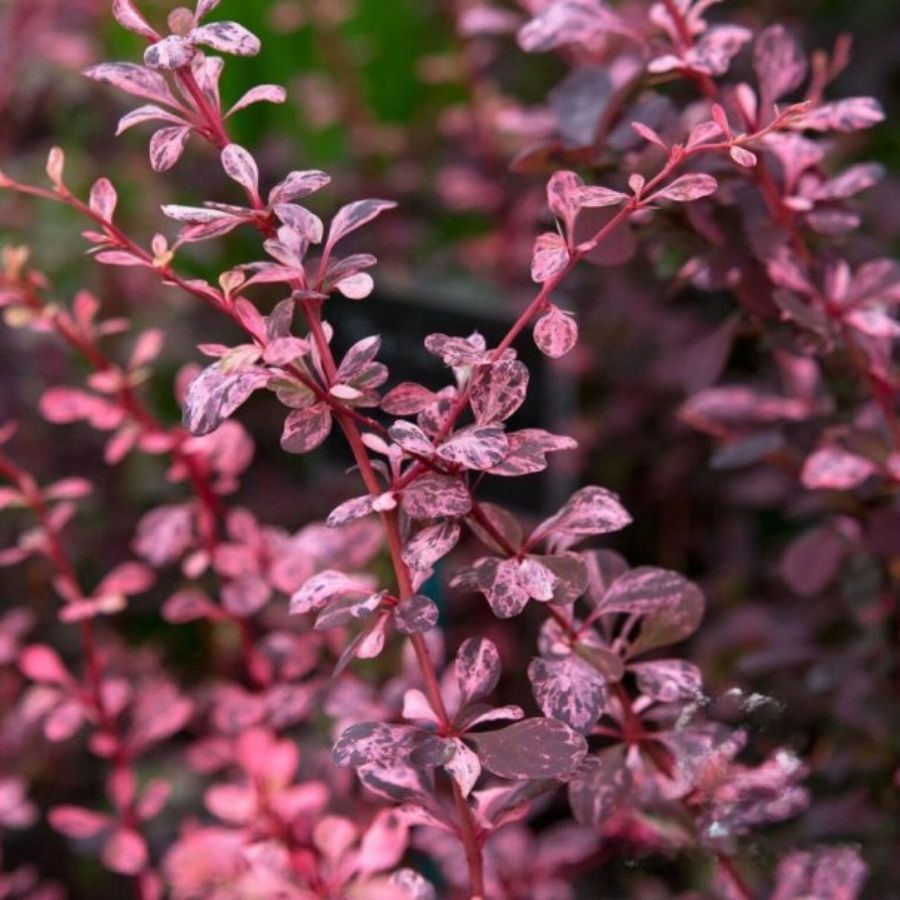 Барбарис тунберга Розетта, С2 - Dolina-Sad.Ru