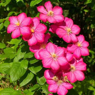 Клематис Криспина Клематис Криспина фото