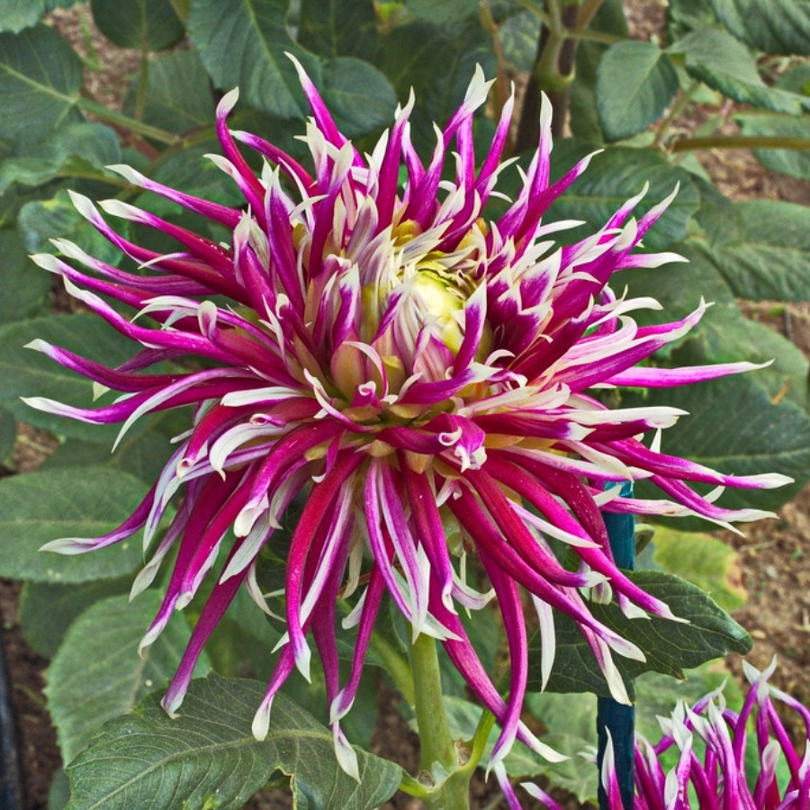 Георгина Холихилл Спайдер Вуман Георгина Холихилл Спайдер Вуман - Dolina-Sad.Ru