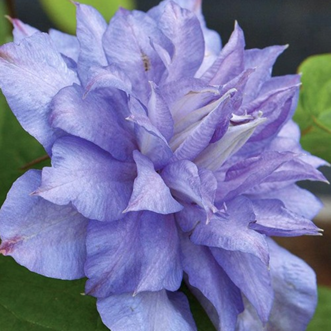 Клематис Блю Эксплоушн фото