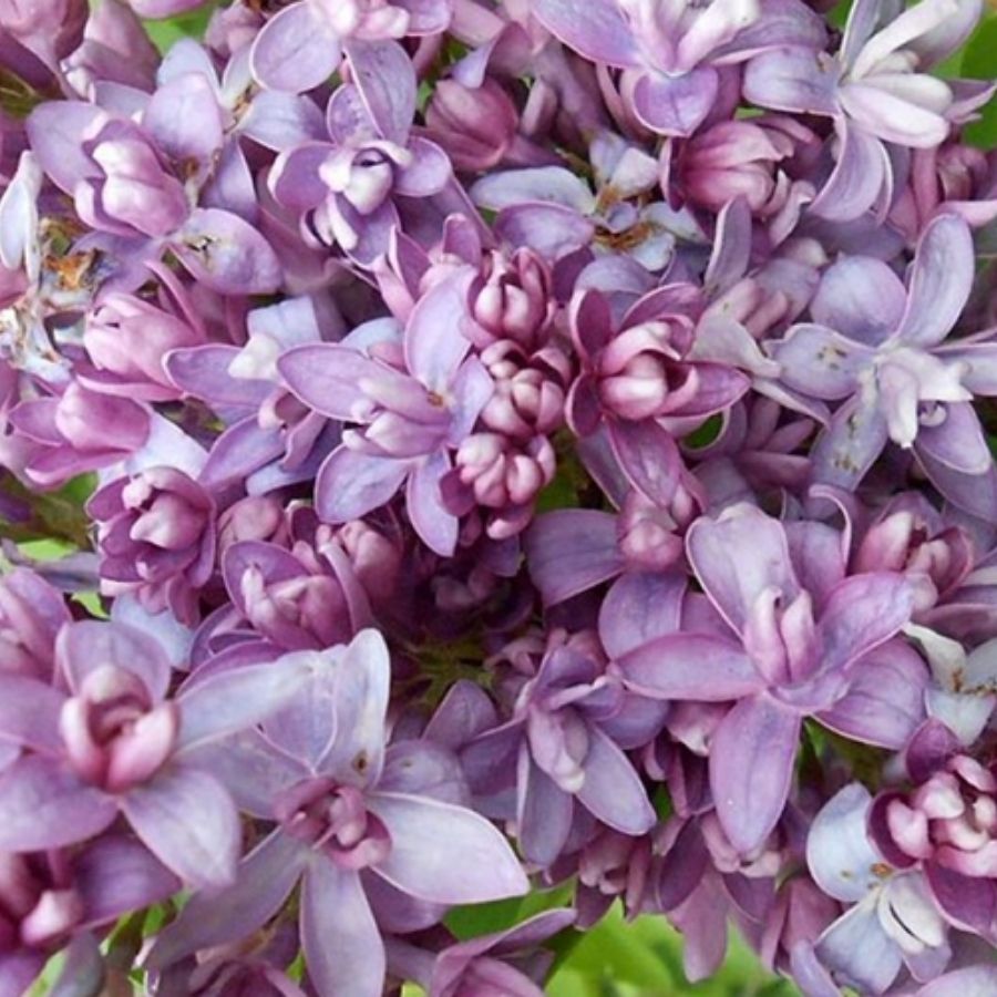 Сирень обыкновенная Надежда, С3 - Dolina-Sad.Ru