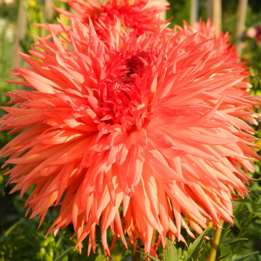 Георгина Оранж Мармелад Георгина Оранж Мармелад - Dolina-Sad.Ru