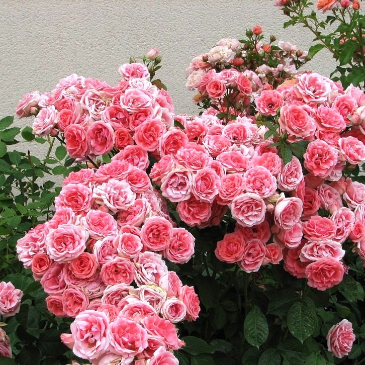 Роза Кимоно в горшке - Dolina-Sad.Ru