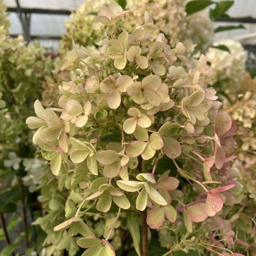 Гортензия метельчатая Милк энд Хани, С1,5 Гортензия метельчатая Милк энд Хани, С1,5 - Dolina-Sad.Ru