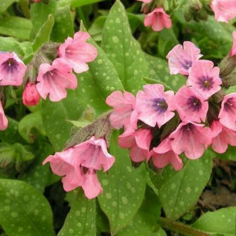 Медуница сахаратная Дора Белефелд Медуница сахаратная Дора Белефелд - Dolina-Sad.Ru