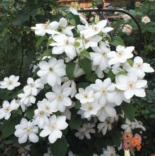 Клематис Ежи Попелушко Клематис Ежи Попелушко фото