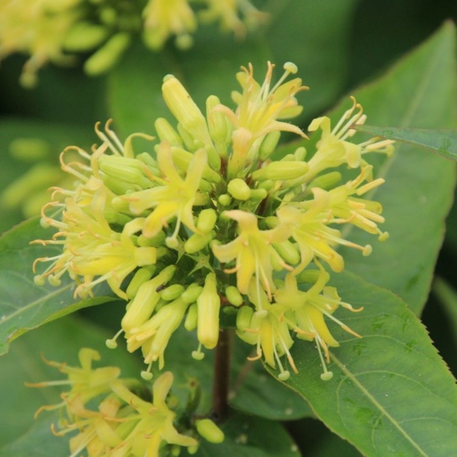 Диервилла сидячелистная Баттерфляй, С3 - Dolina-Sad.Ru