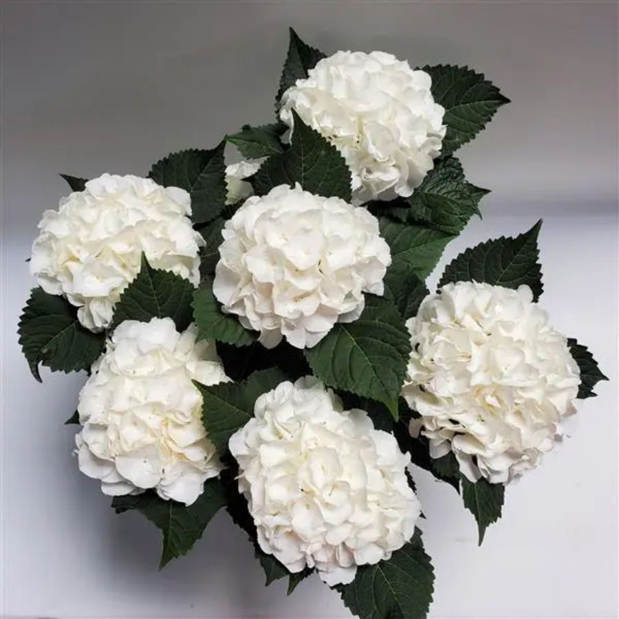 Гортензия крупнолистная Айс Бой, С2 - Dolina-Sad.Ru