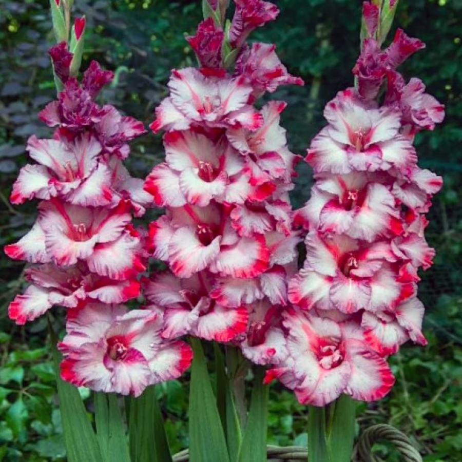 Гладиолус Тедс Трамп - Dolina-Sad.Ru