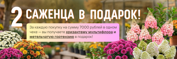 подарок