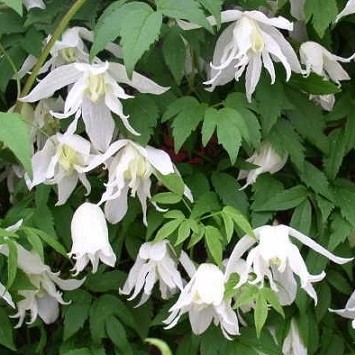Клематис Уайт Свон фото