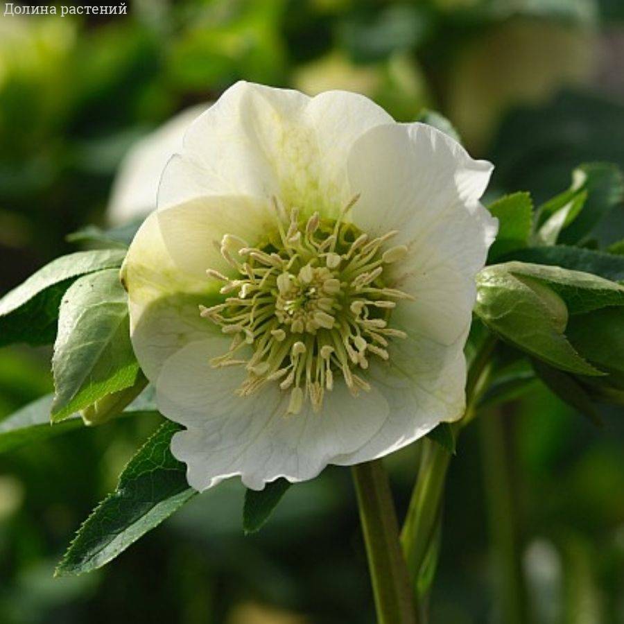 Морозник Претти Эллен Вайт Морозник Претти Эллен Вайт - Dolina-Sad.Ru