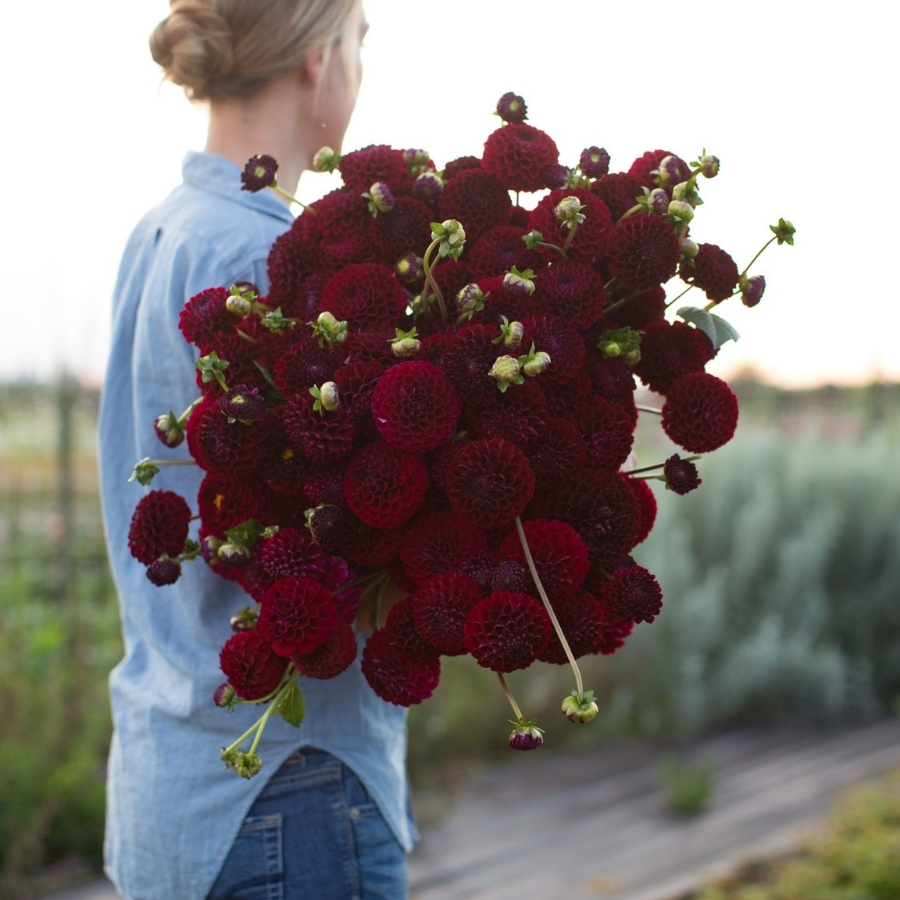 Георгина Натал Георгина Натал - Dolina-Sad.Ru