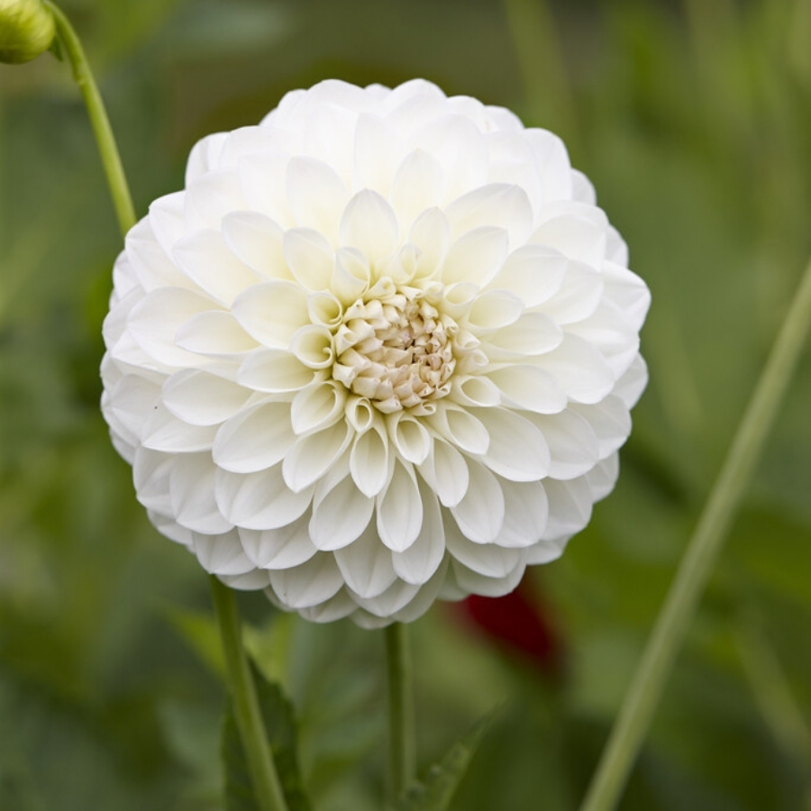 Георгина Бум-Бум Вайт Георгина Бум-Бум Вайт - Dolina-Sad.Ru