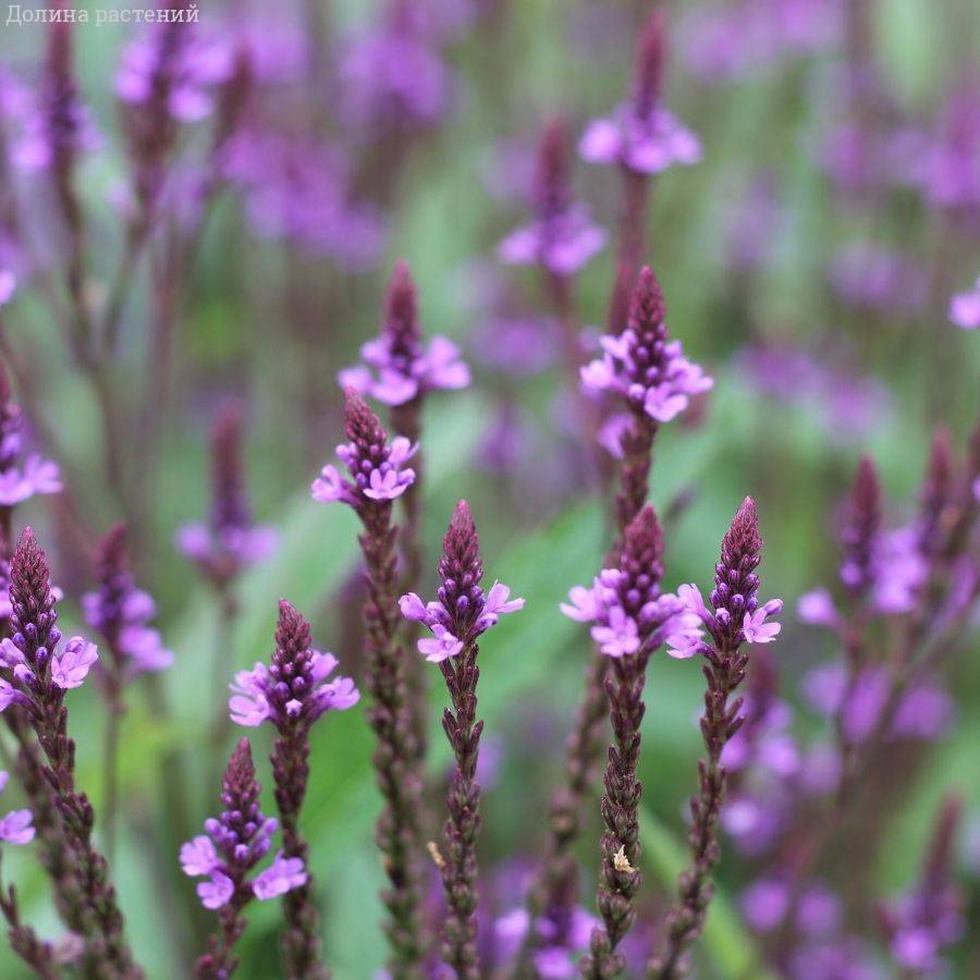 Вербена копьевидная Блю Спайрс - Dolina-Sad.Ru