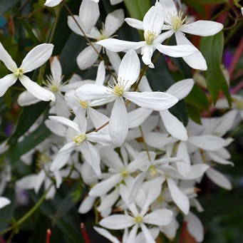 Сноудрифт фото