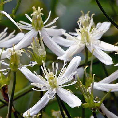 Клематис Маньчжурский фото