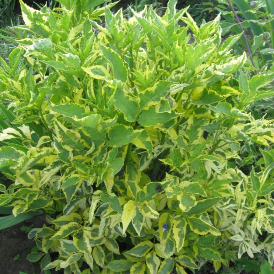 Бузина черная Мадонна, С3 Бузина черная Мадонна, С3 - Dolina-Sad.Ru