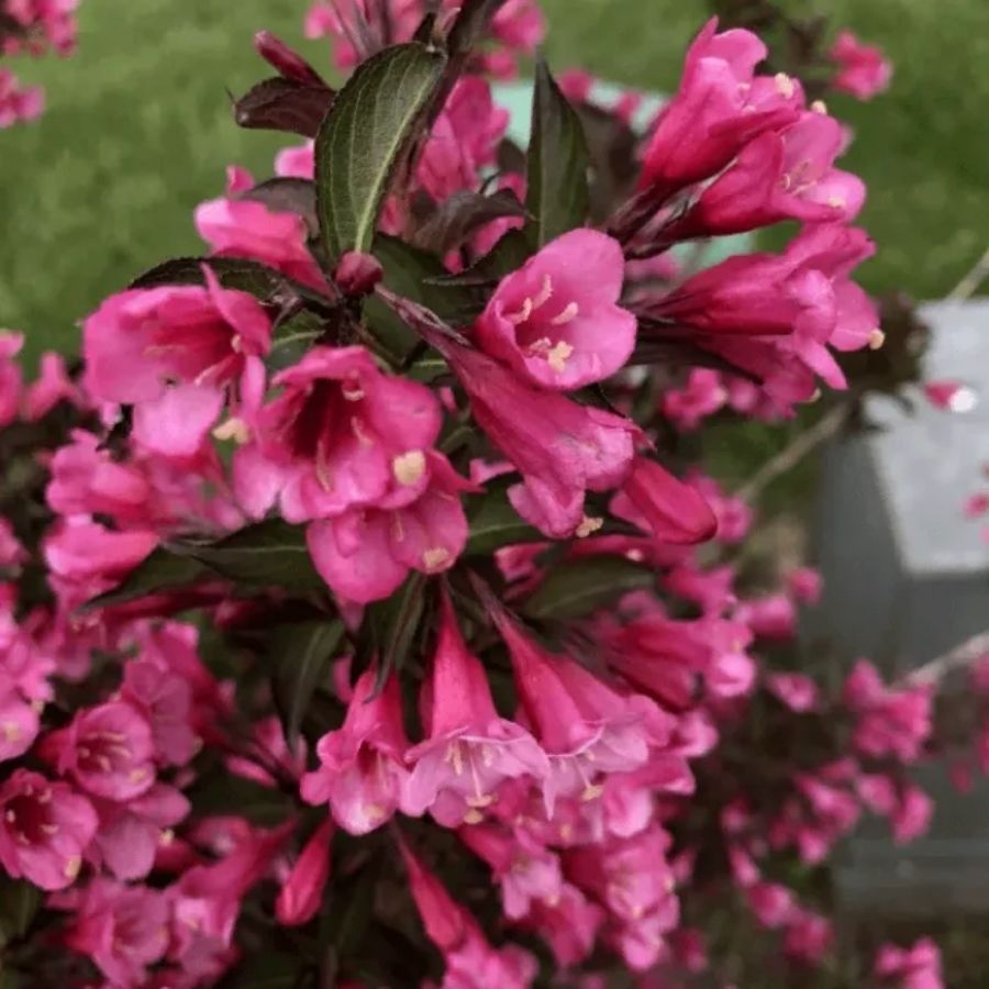 Вейгела цветущая Танго, С3 Вейгела цветущая Танго, С3 - Dolina-Sad.Ru