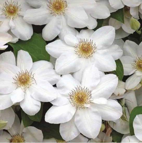 Клематис Ежи Попелушко Клематис Ежи Попелушко фото