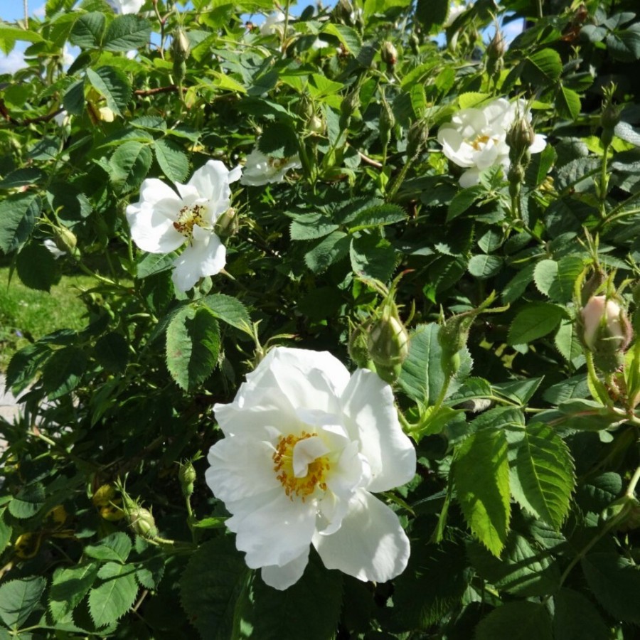 Роза морщинистая Альба, С3 - Dolina-Sad.Ru