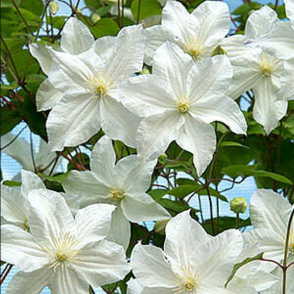 Клематис Сноу Сторм Клематис Сноу Сторм - Dolina-Sad.Ru