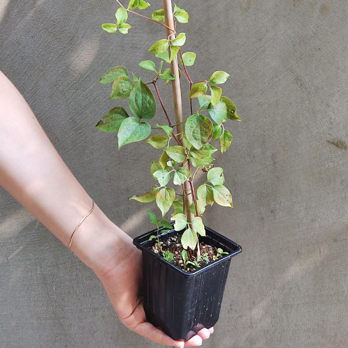 Клематис Ежи Попелушко Клематис Ежи Попелушко фото